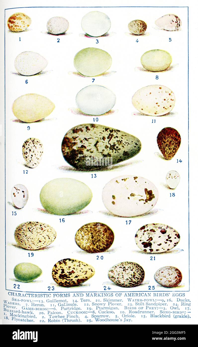 This 1917 illustration shows the Characteristic Forms and Markings of American Birds' Eggs. They are, from left to right, too to bottom: SEA FOWL: 13. Guillemot, 14. Tern, 21. Skimmer.  WATER-FOWL: 9, 16. Ducks; WADERS: 7. Heron, 11. Gallinule, 12, Snowy Plover, 23. Stilt Sandpiper, 24. Ring Plover; GAME BURDS: 6. Partridge, 1`9. Ptarmigan.  BIRDS OF PREY: 3. Owl, 17. Buzzard-Hawk, 20 Falcon.  CUCKOOS: 8 Cuckoo, 10. Roadrunjner,  SONG BIRDS: 1. Mochingbird, 2. Towbee Finch, 4. Sparrow, 5. Oriole, 15. Blackbird (grackle), 18. Flycatcher, 22. Robin (Thrush), 25. Woodhouse’s Jay. Stock Photo